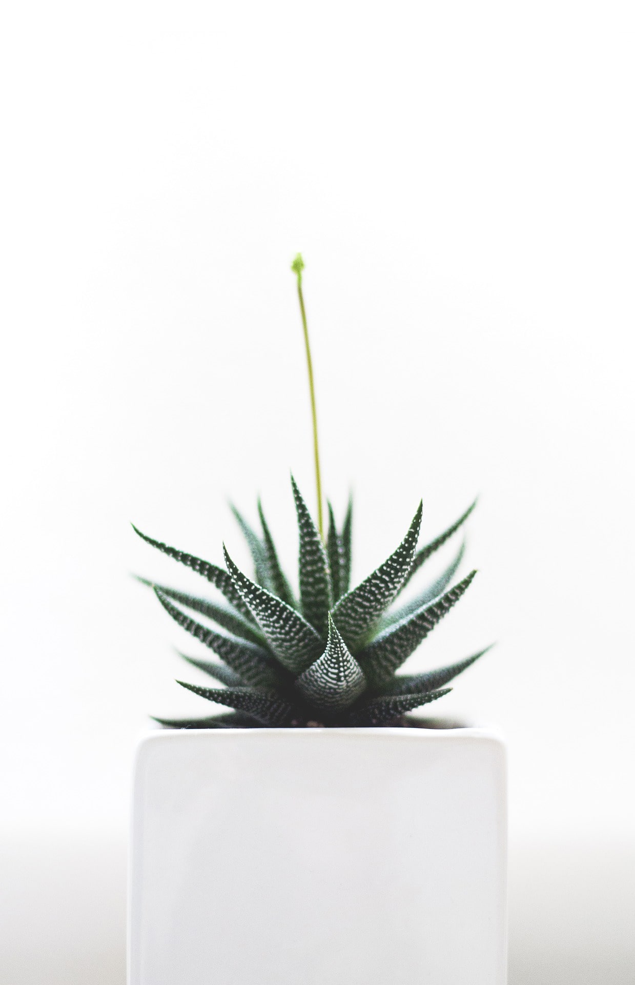 plant-1842299_1920-min